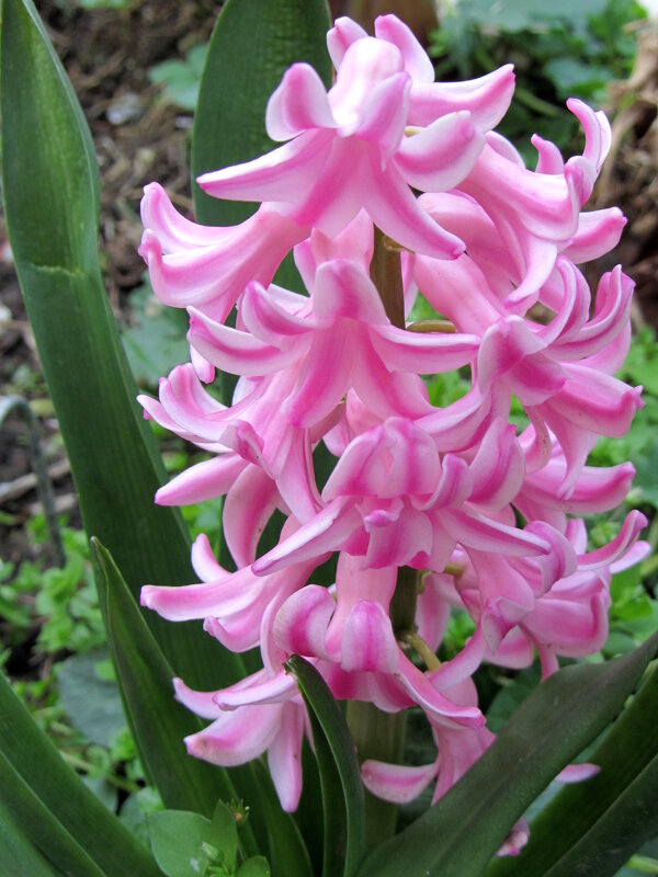 Гиацинт - Валерий 