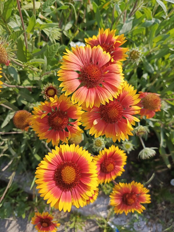 Ромашки - Татьяна Пальчикова Ромашки - Татьяна Пальчикова