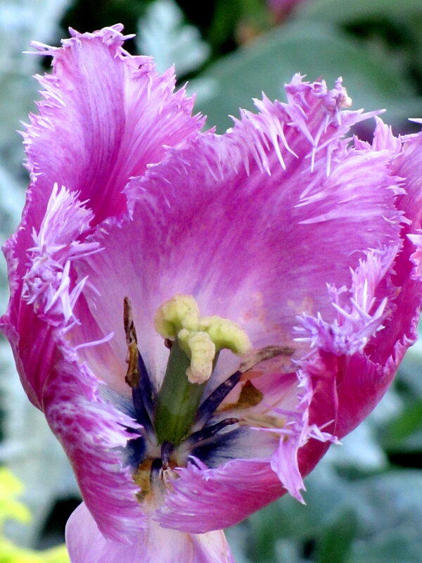 Tюльпан - Валерий 