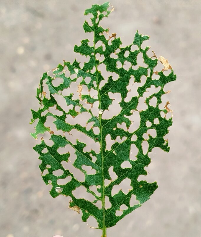 Съеденный листик - светлана льдокова Съеденный листик - светлана льдокова