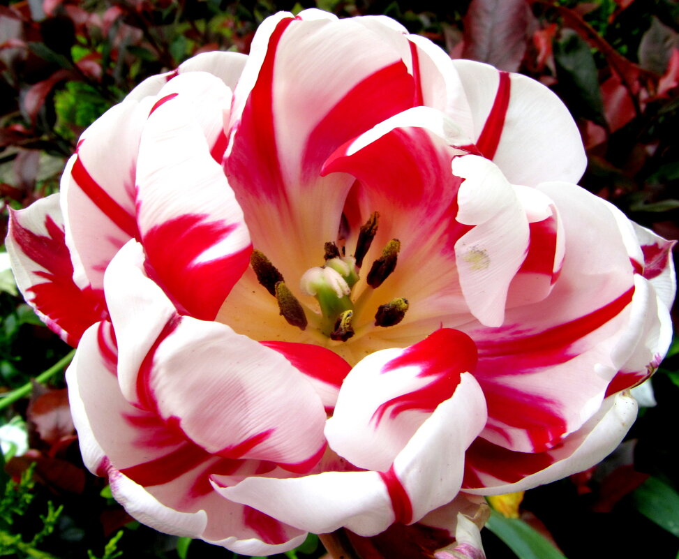 Tюльпан - Валерий 