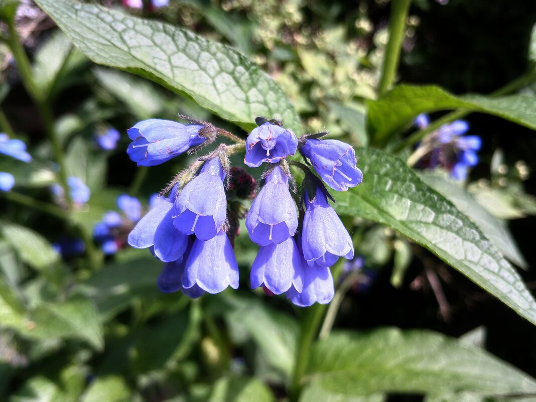 Июньское цветение окопника. - Лия ☼ Июньское цветение окопника. - Лия ☼