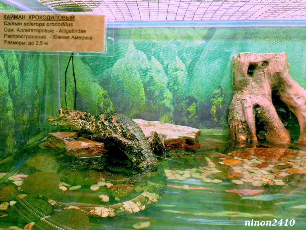 Аквариум в ростовском зоопарке - Нина Бутко