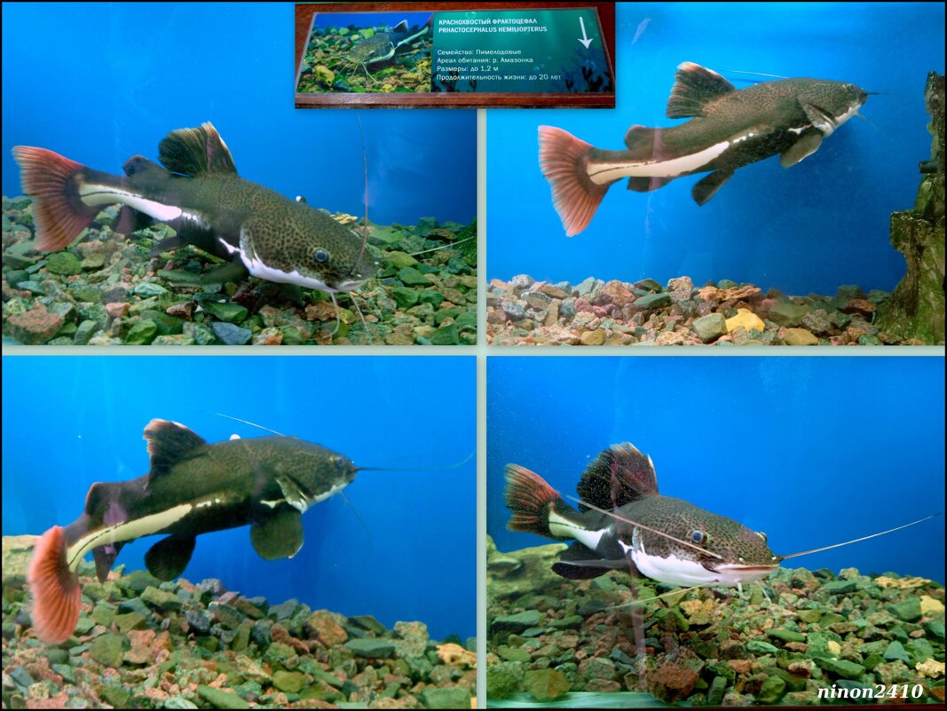 Аквариум в ростовском зоопарке - Нина Бутко Аквариум в ростовском зоопарке - Нина Бутко