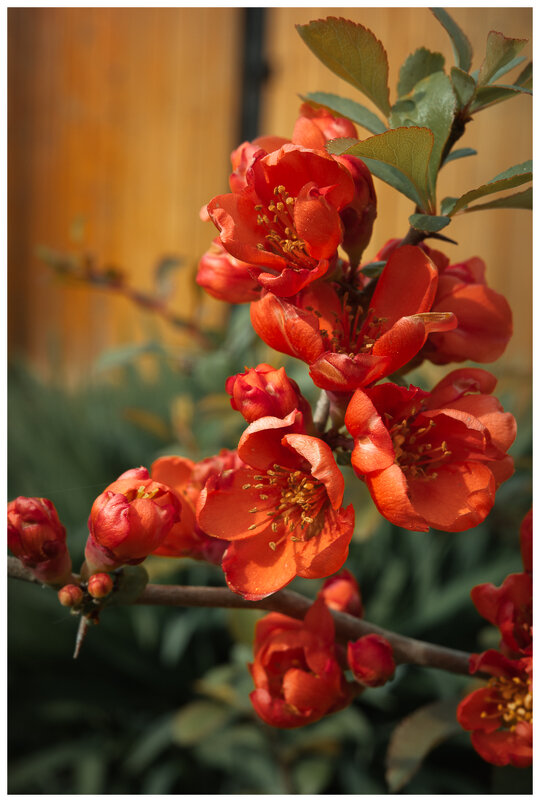 *** - someone somewere