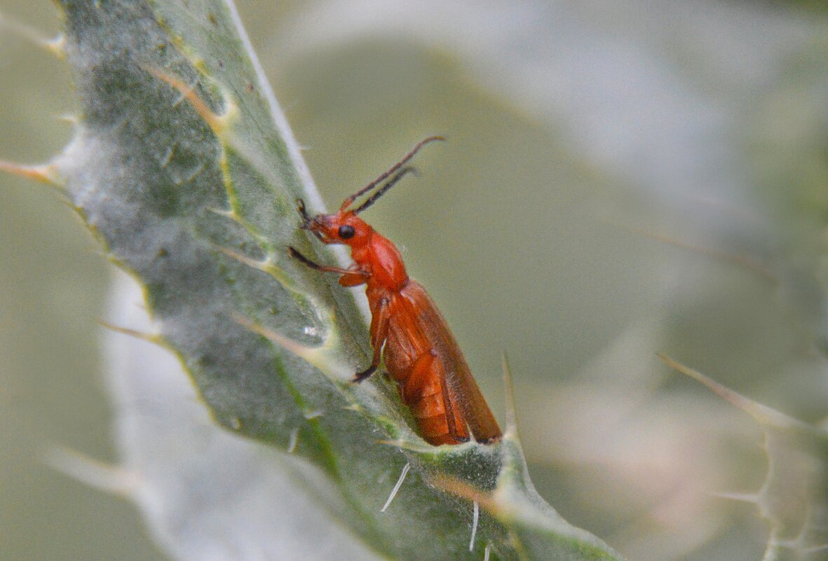 Мягкотелка - жук пожарник - Надежда Куркина 