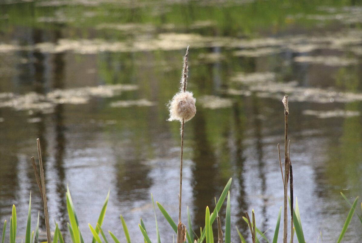 Стрельна. Орловский парк - Наталья Герасимова Стрельна. Орловский парк - Наталья Герасимова