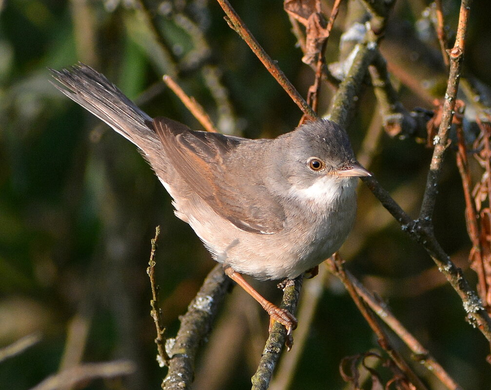 Славка серая - Владислав Иопек