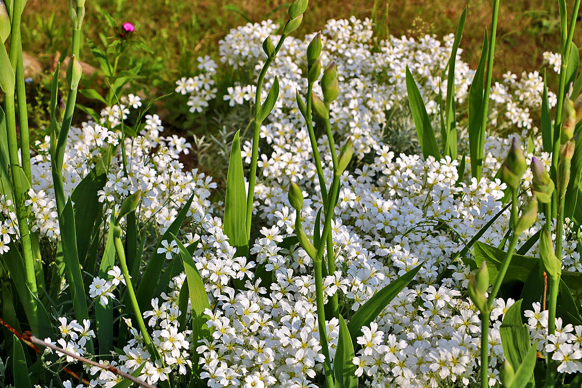 *** - Светлана 