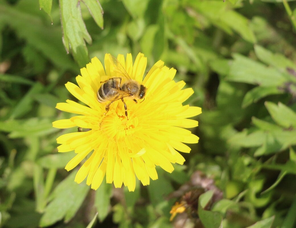 Май - Наталья Герасимова