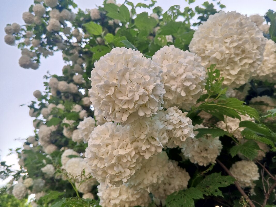 Бульденеж - Сапсан 