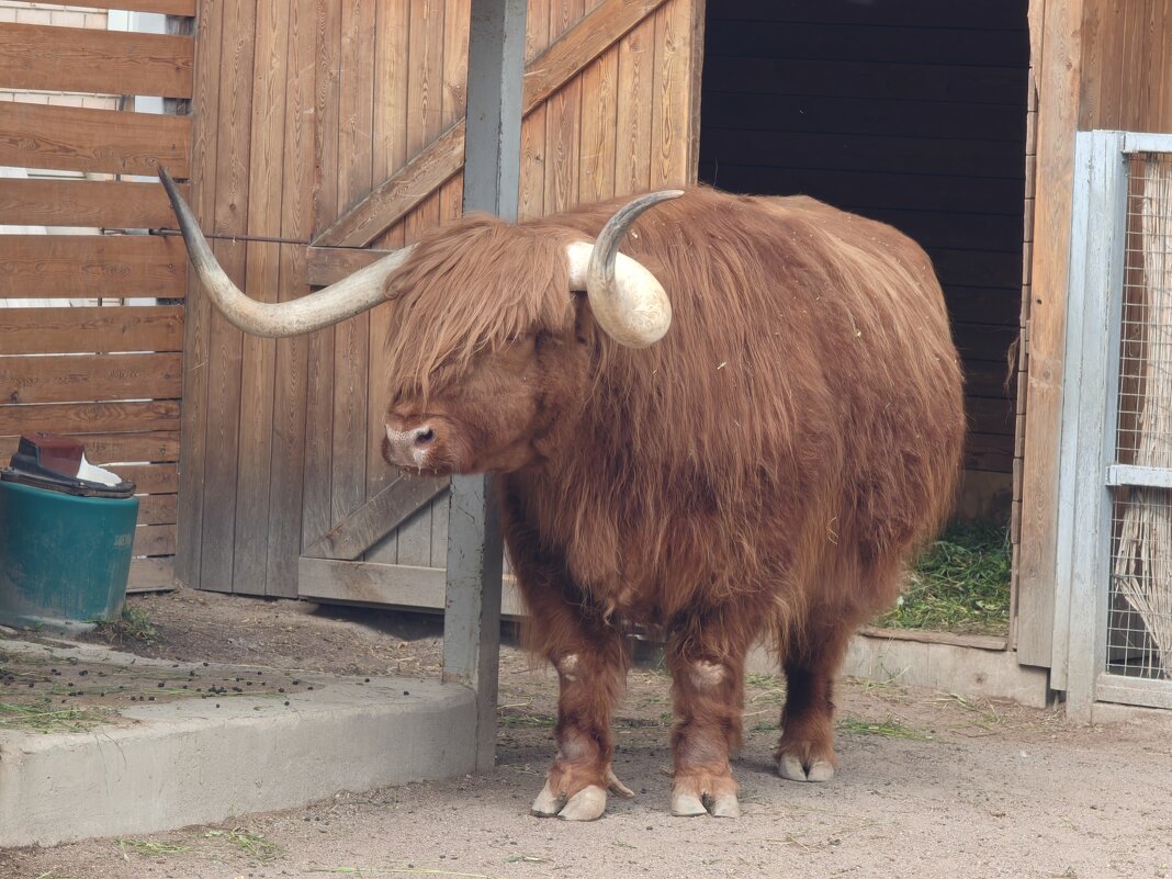 Бычок Гаврюша - <<< Наташа >>>