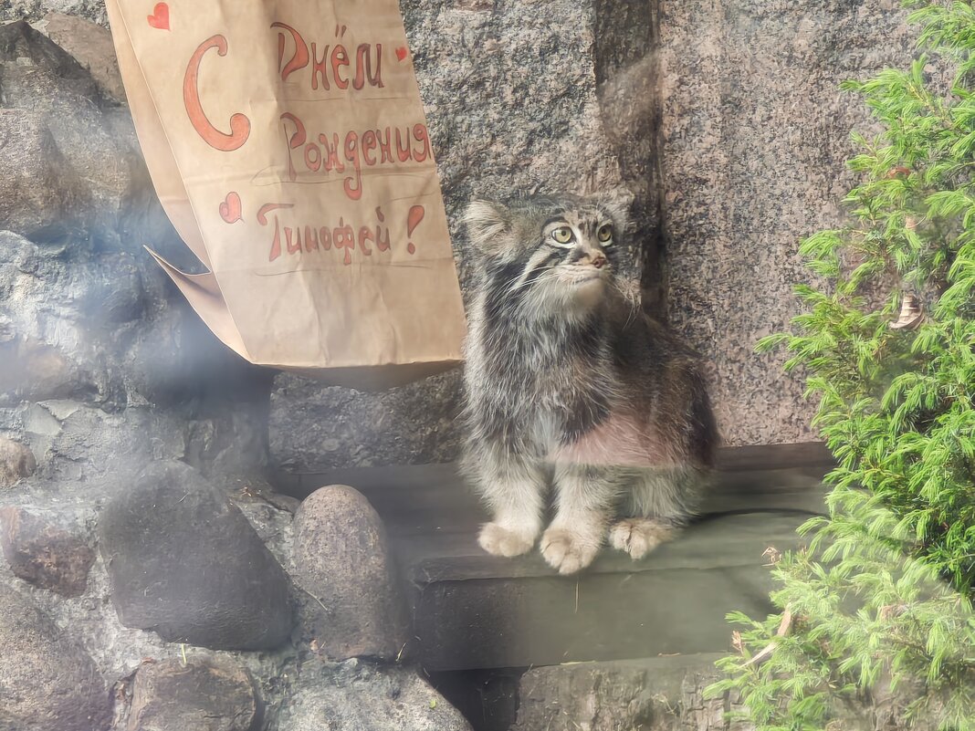 Манул Тимофей - <<< Наташа >>>