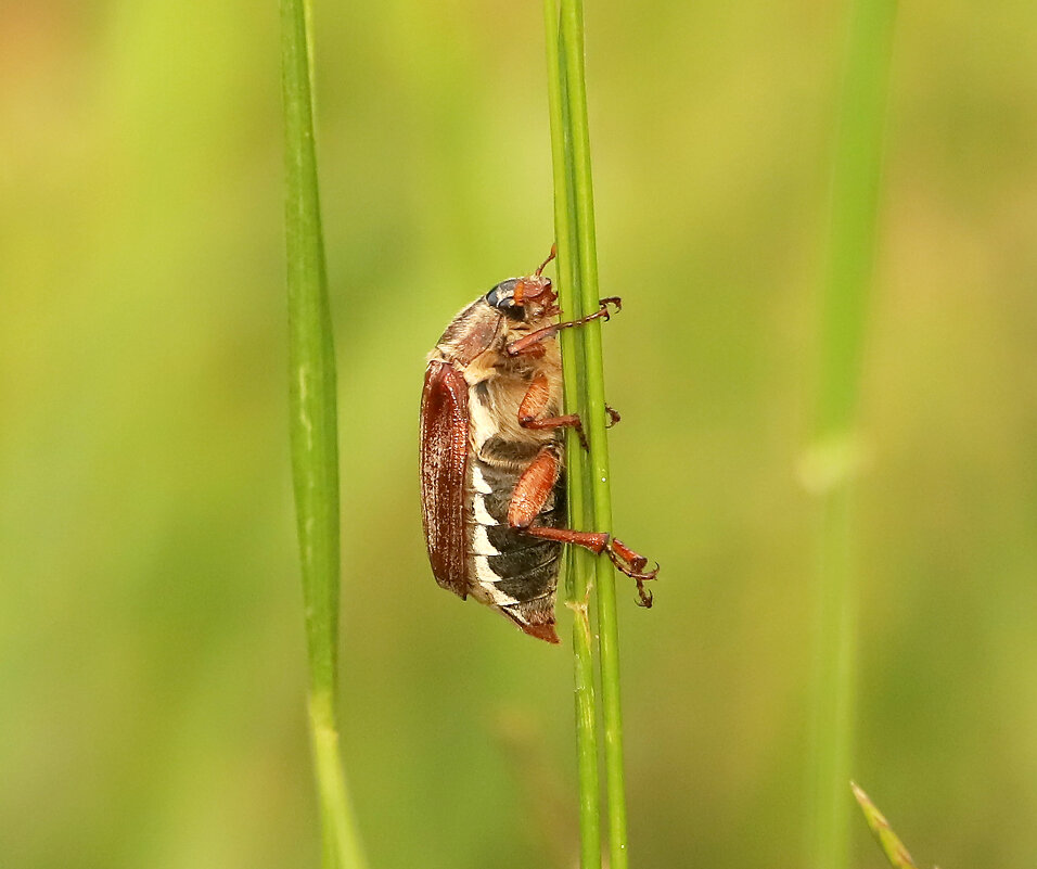 Майский жук в июне - Светлана 