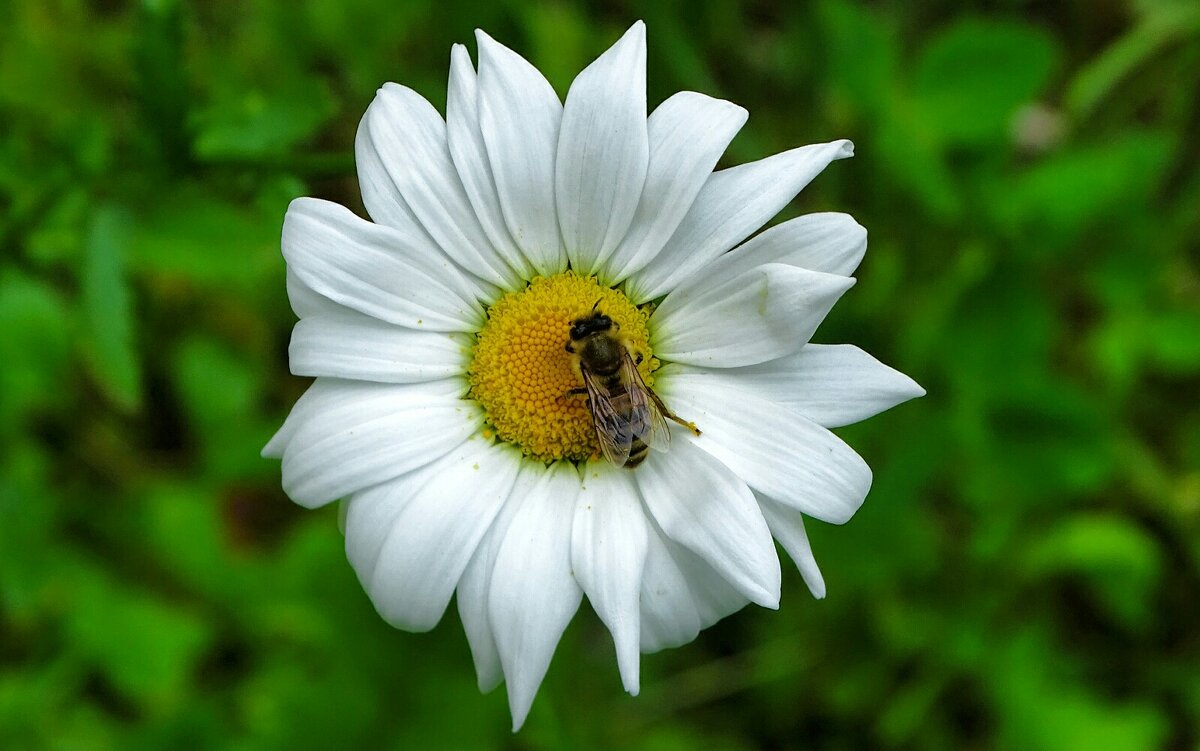 Картинка лета. - Милешкин Владимир Алексеевич Картинка лета. - Милешкин Владимир Алексеевич