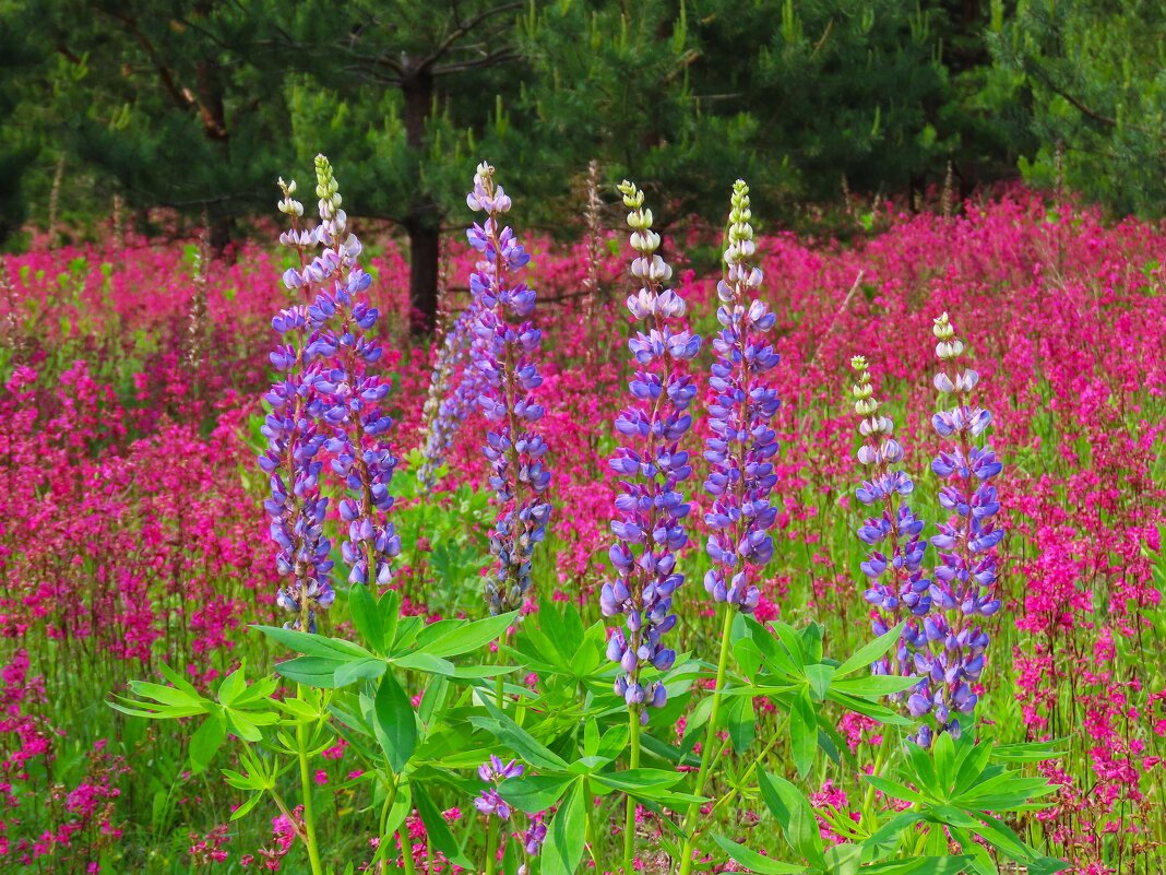 Цветы июня. - Ольга Митрофанова Цветы июня. - Ольга Митрофанова