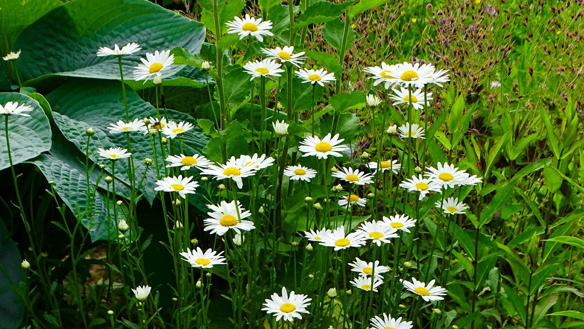 Ромашки в городе. - Милешкин Владимир Алексеевич 