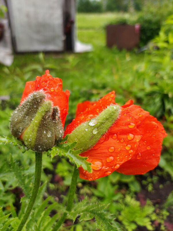 После дождя... - Ирина Жигунова После дождя... - Ирина Жигунова