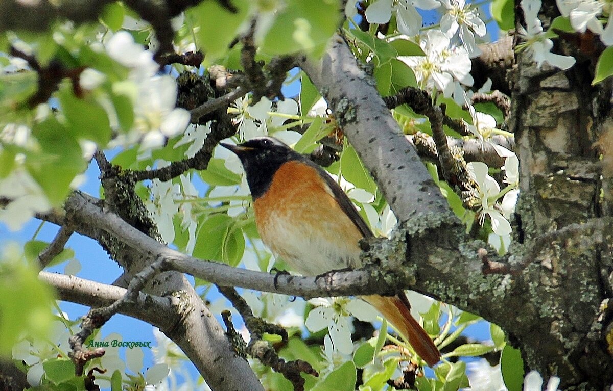 Горихвостка. - Восковых Анна Васильевна 