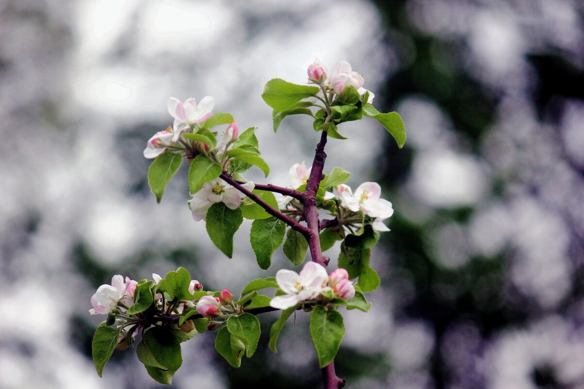 Яблоня цветёт - Сергей Кочнев