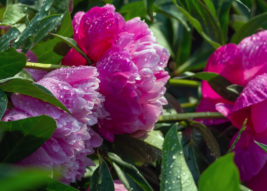 пионы - Виталий Емельянов