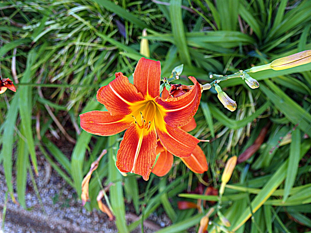 Барселона. - Владимир Драгунский