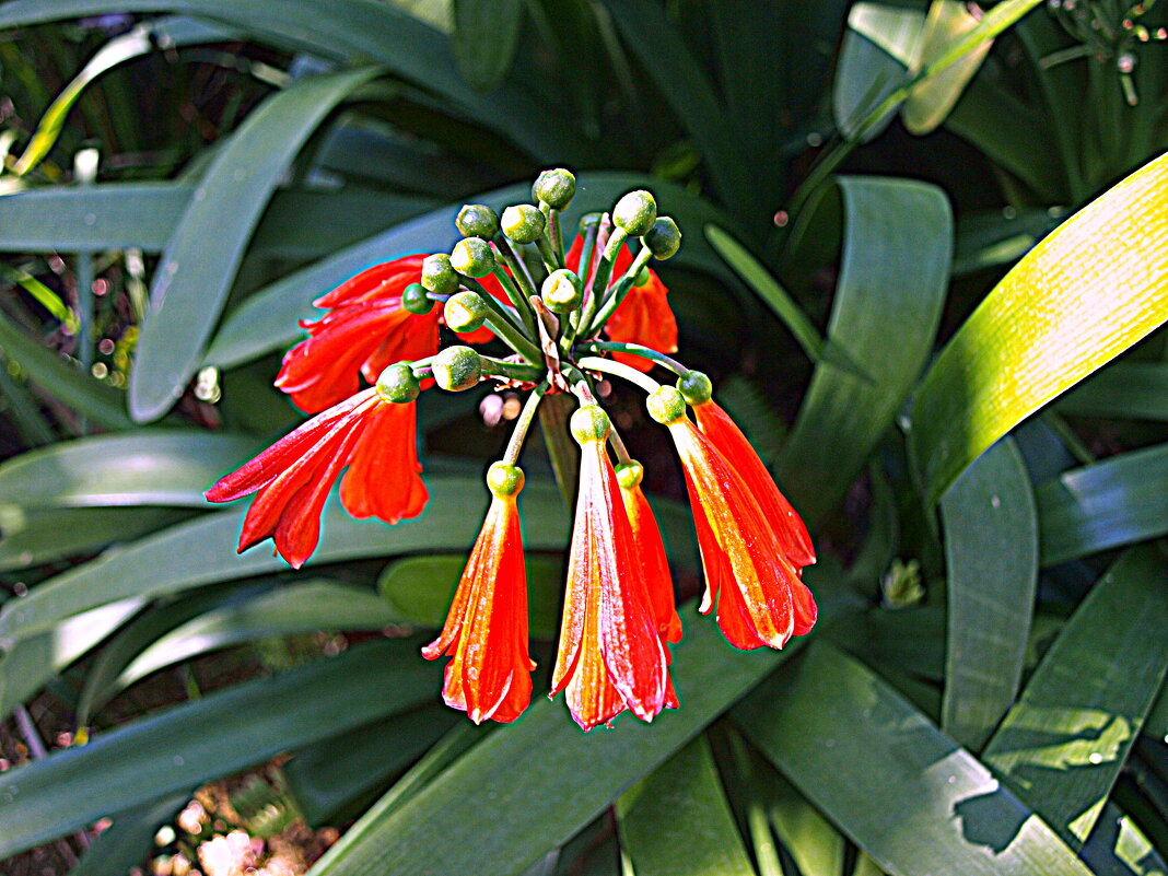 Барселона. - Владимир Драгунский