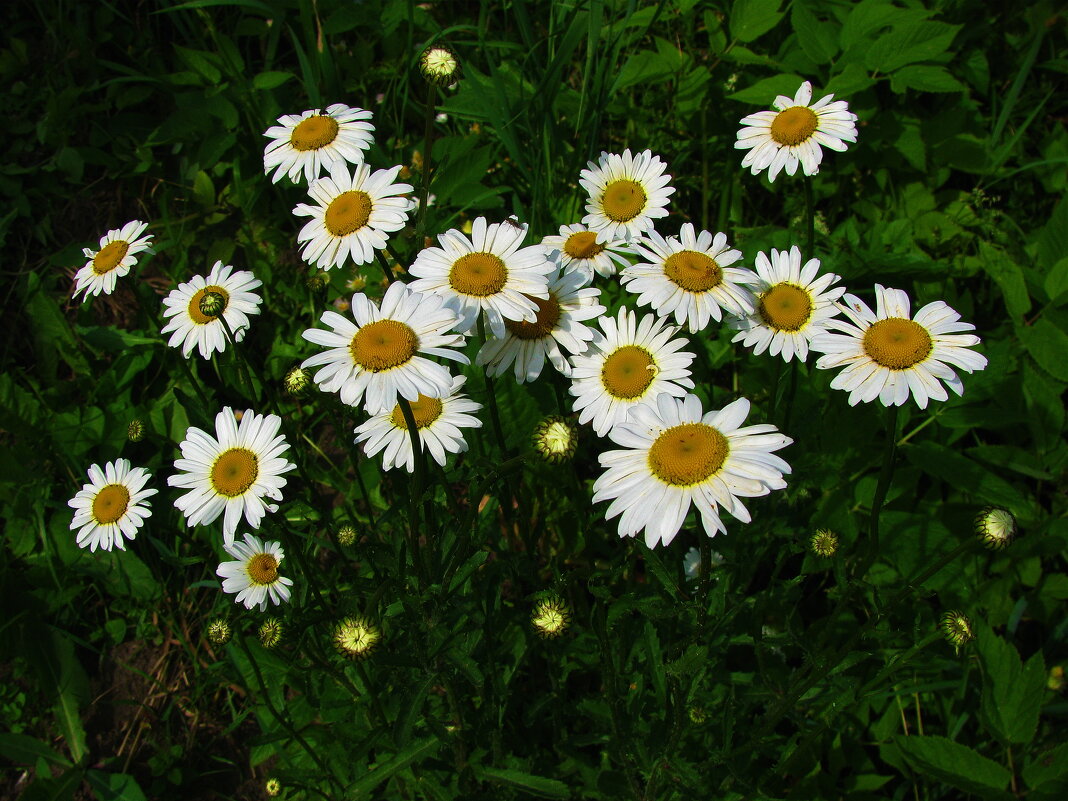Букет в саду - Людмила Смородинская Букет в саду - Людмила Смородинская