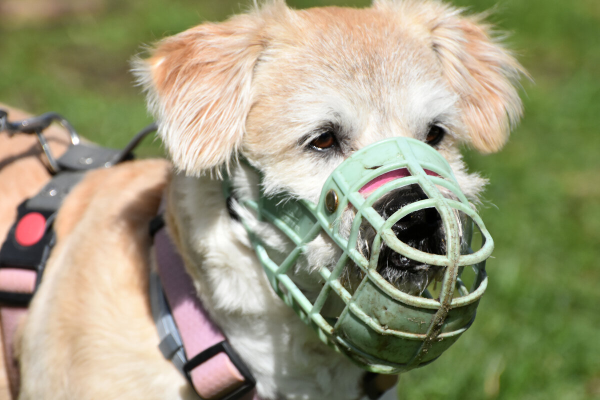 Москва. Парад французских бульдогов в усадьбе «Воронцово». - Наташа *****