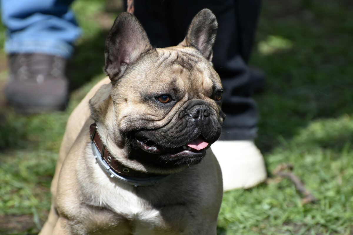 Москва. Парад французских бульдогов в усадьбе «Воронцово». - Наташа ***** Москва. Парад французских бульдогов в усадьбе «Воронцово». - Наташа *****