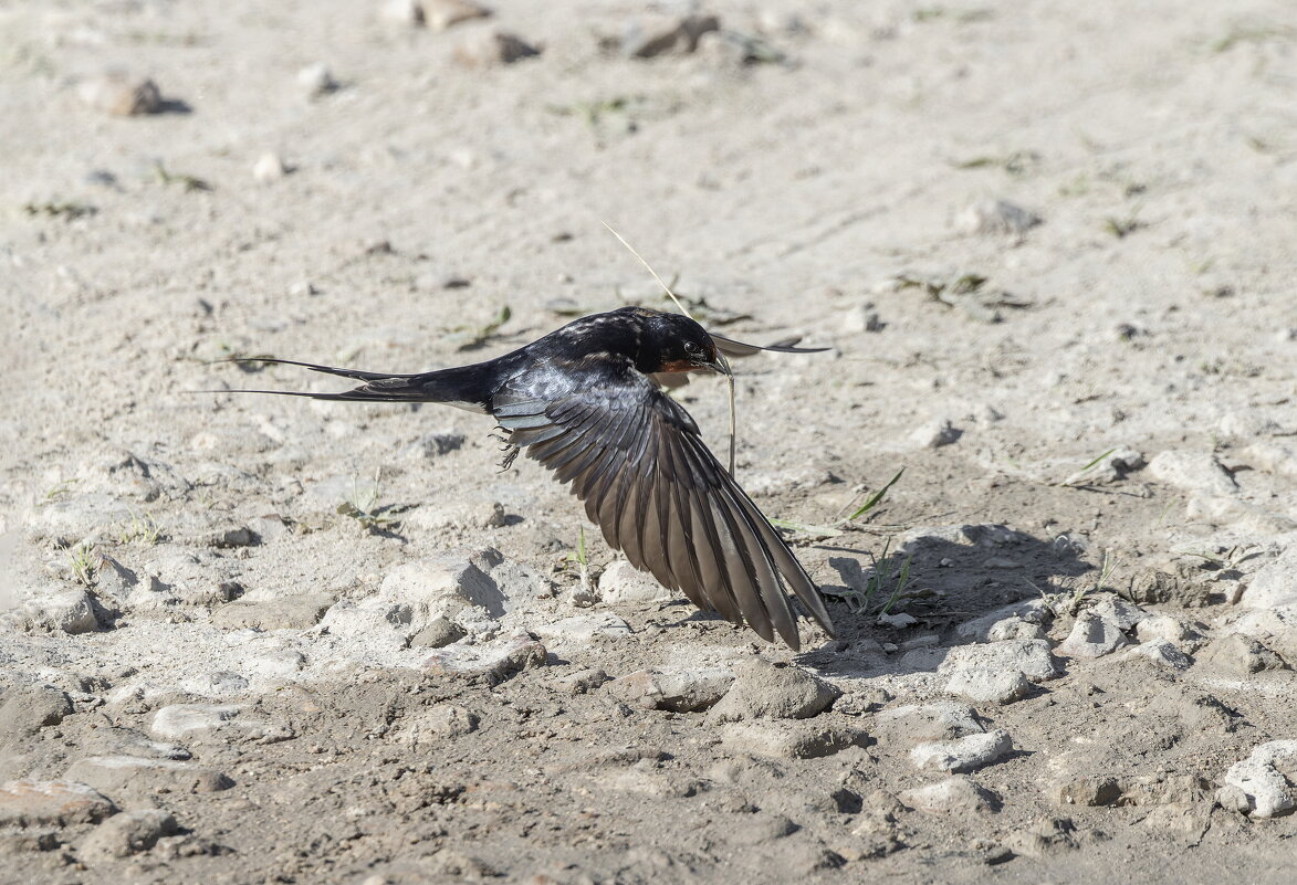 ласточки - юрий макаров