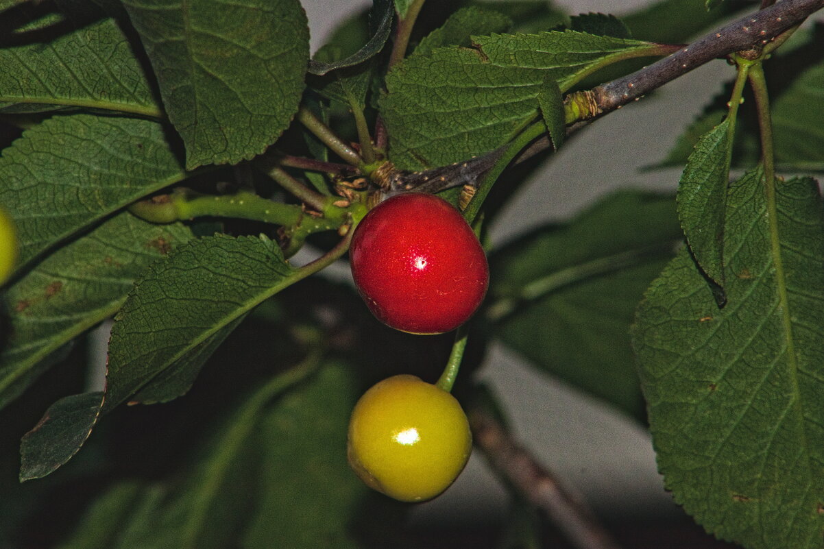 И куда же без Вишенки ))) - Giant Tao /