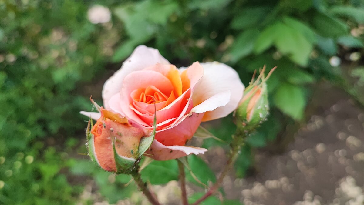 ,,, - Сергей Тимоновский