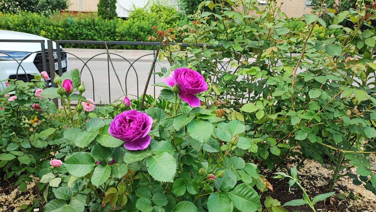 ,,, - Сергей Тимоновский