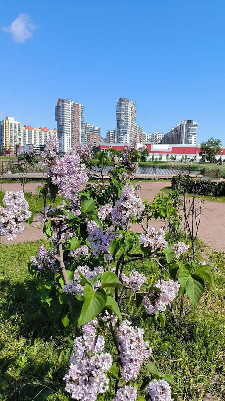 Сиреневый июнь. - Ольга Сиреневый июнь. - Ольга