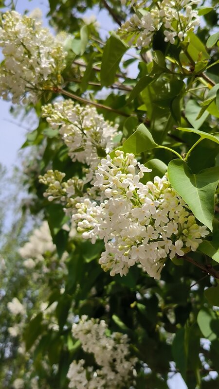 Такая разная сирень. - Ольга 
