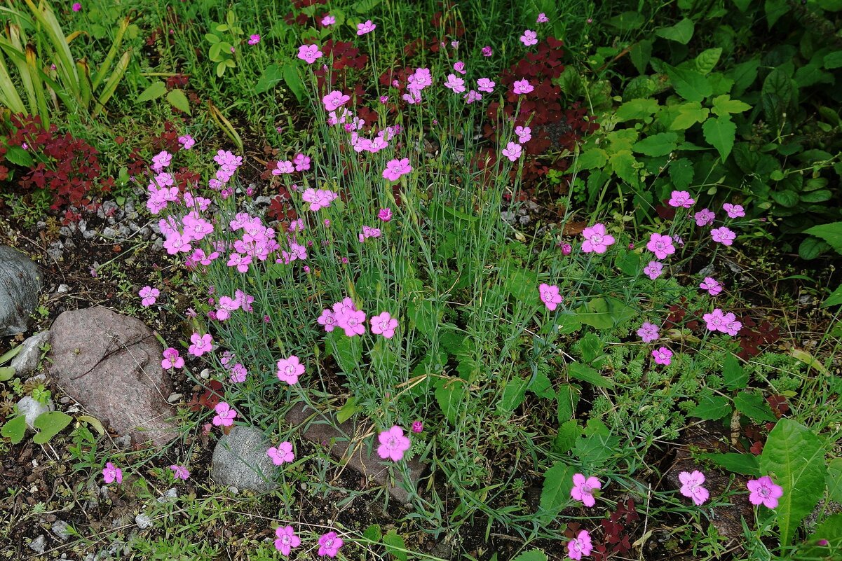 Гвоздика травянка - Рита Симонова