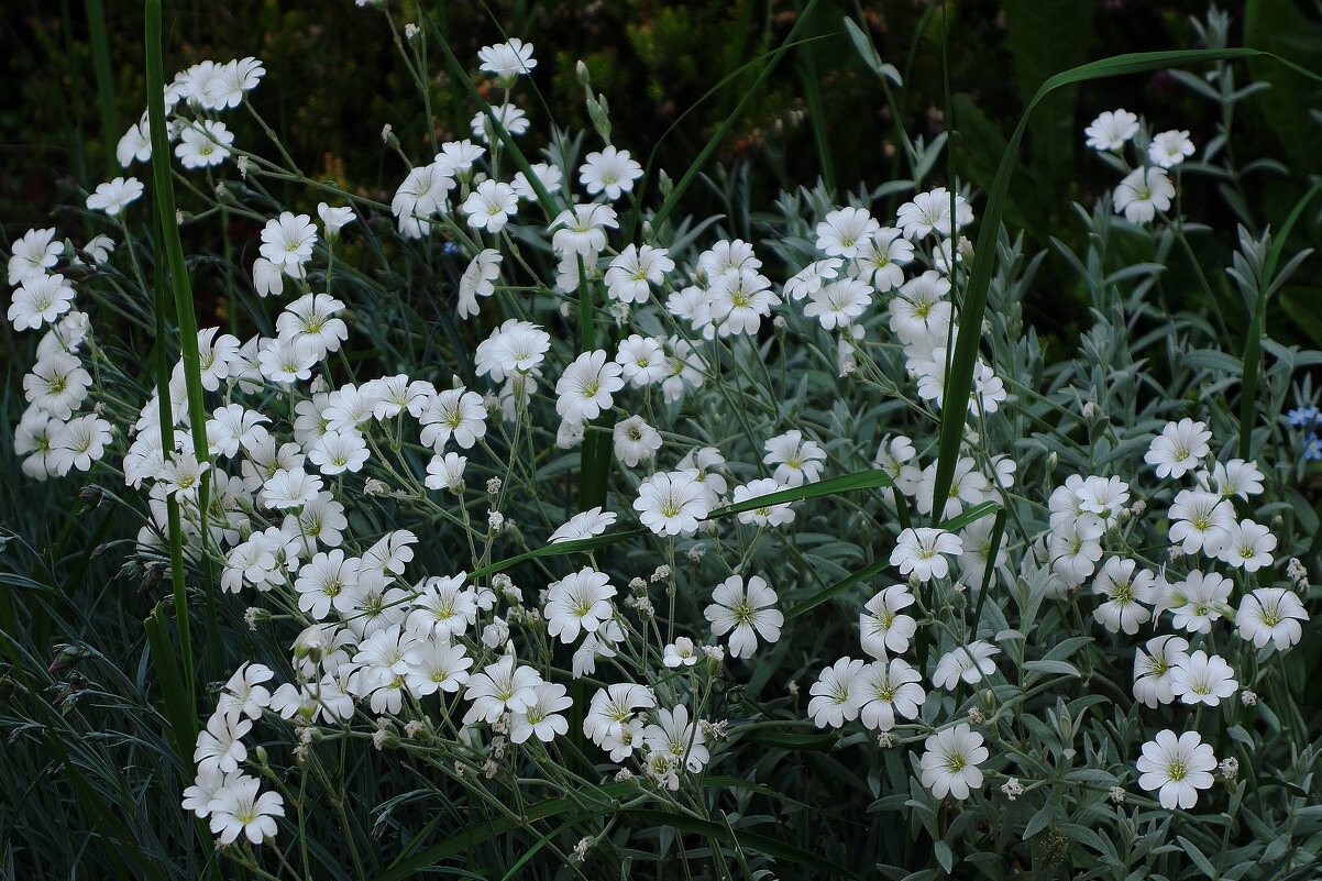 Ясколка - Рита Симонова Ясколка - Рита Симонова