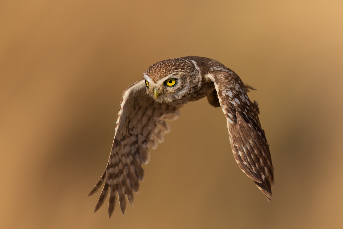 *** - Евгений Фруман