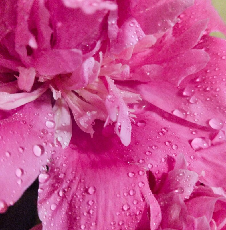 Пион - Галина Бобкина