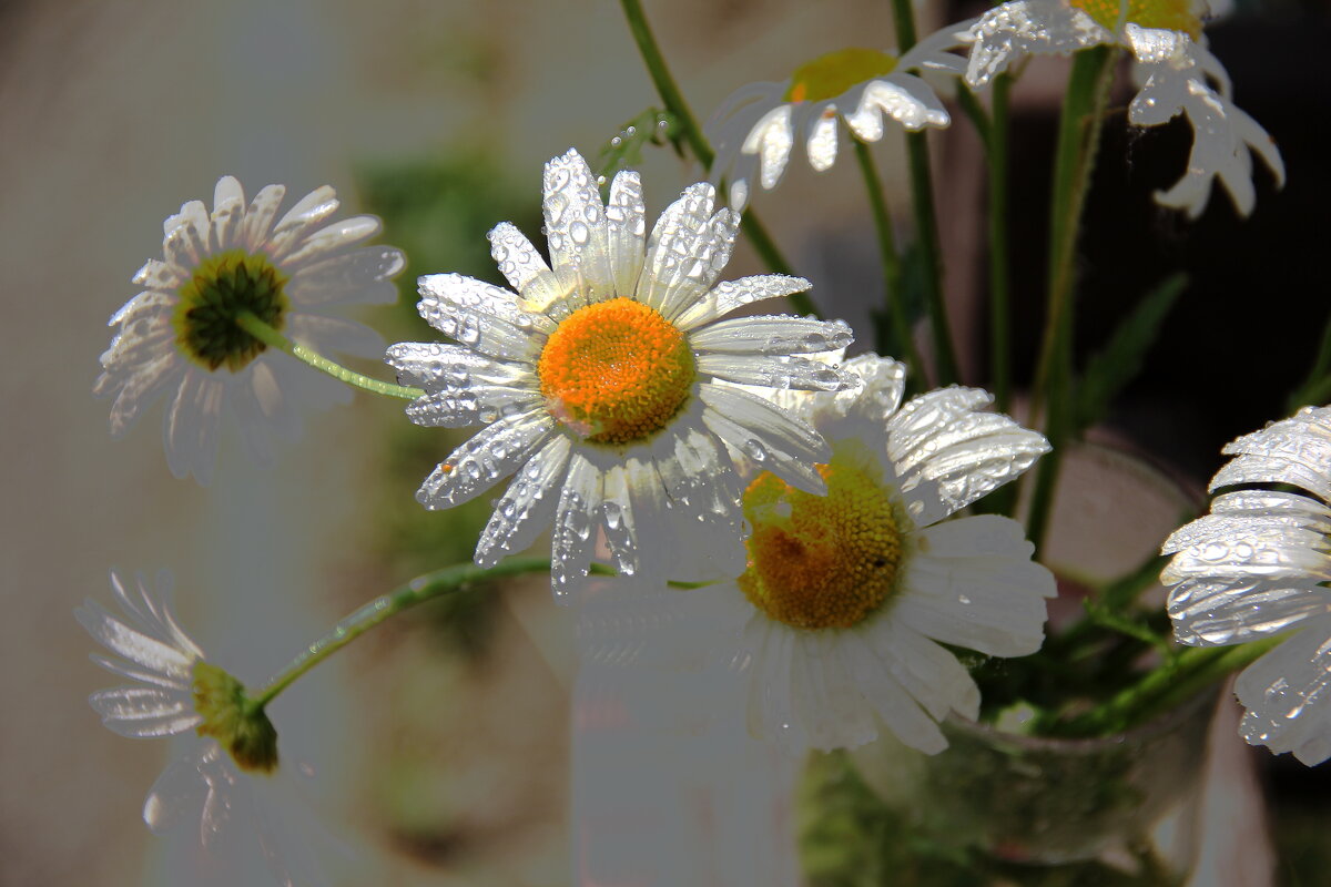 Капельки - victor Lion