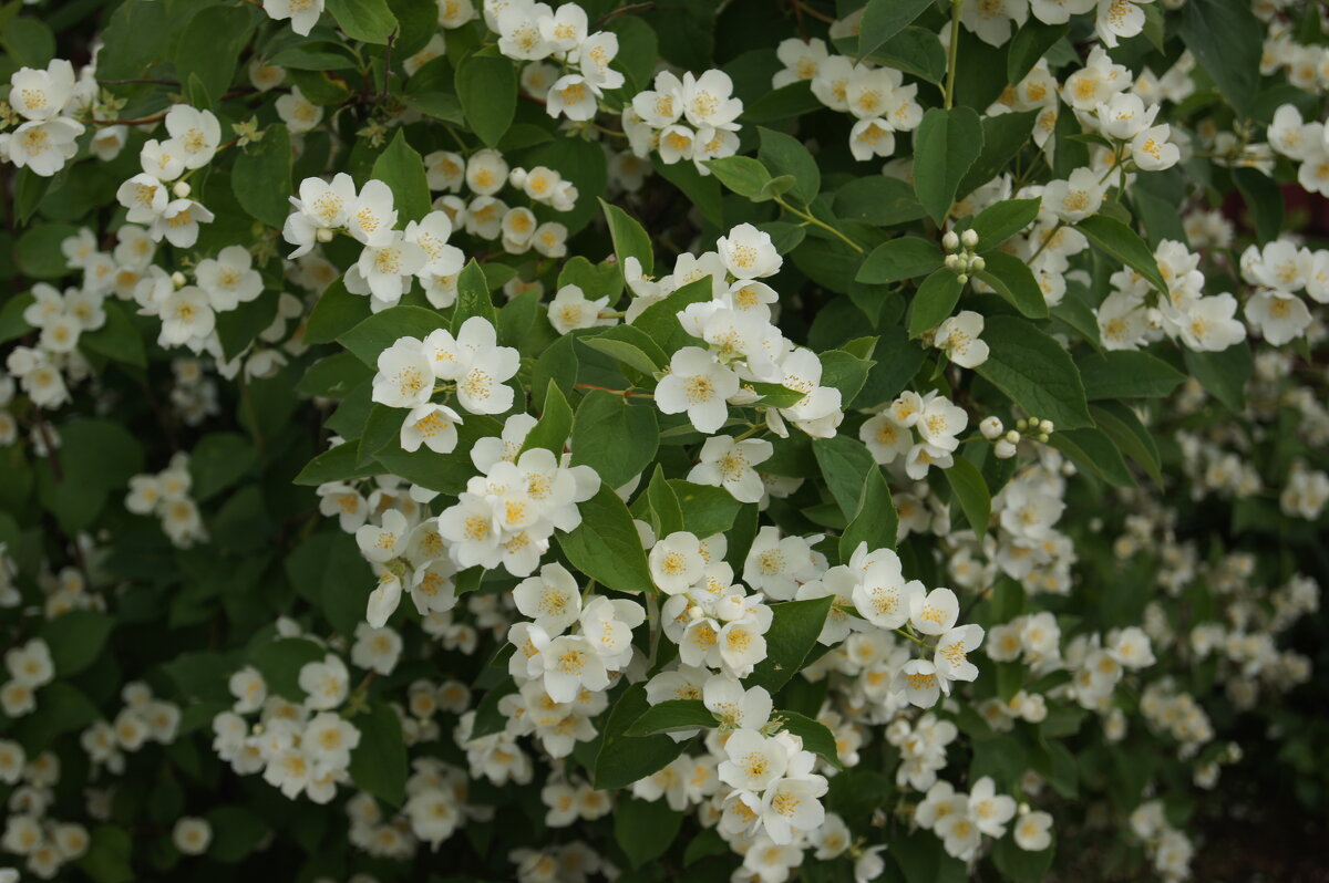 Жасмин - Глеб Жасмин - Глеб