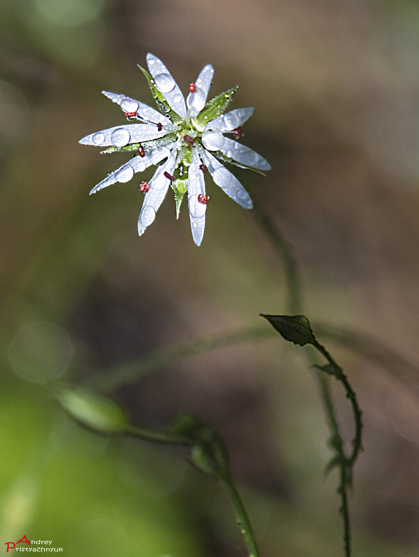 Цветочек - Андрей Пристяжнюк Цветочек - Андрей Пристяжнюк