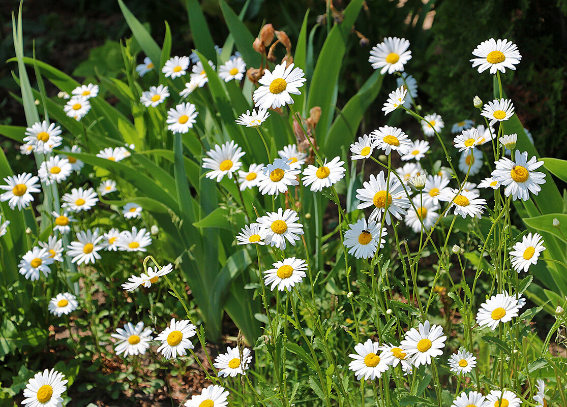 Ромашковое лето - Светлана 
