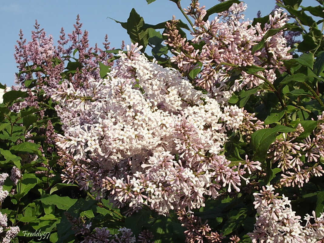 Венгерская сирень - Freddy 97