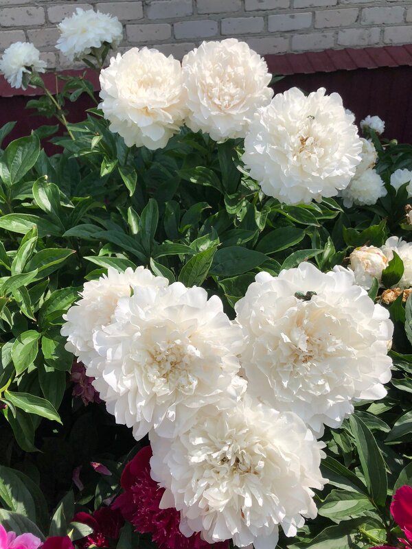 "А на нейтральной полосе цветы..." - Ирэн "А на нейтральной полосе цветы..." - Ирэн