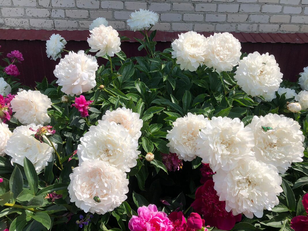 "А на нейтральной полосе цветы..." - Ирэн 