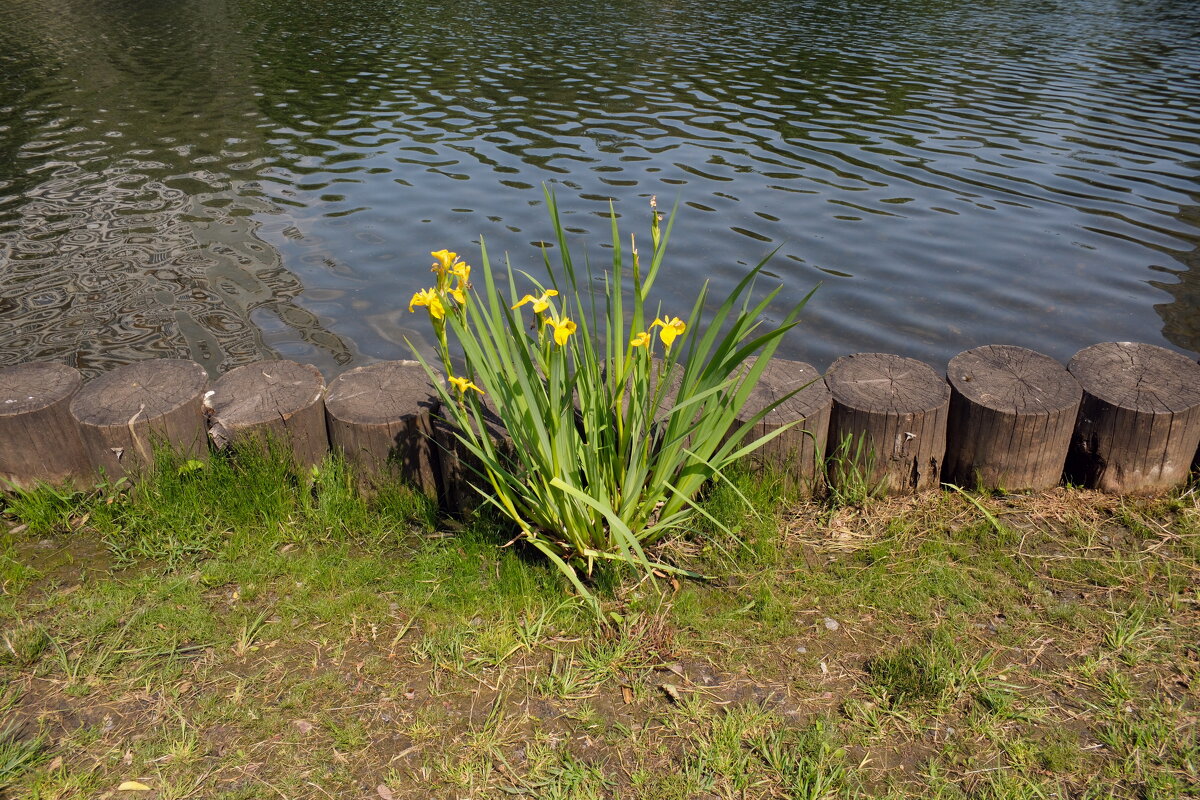 ... - Лютый Дровосек