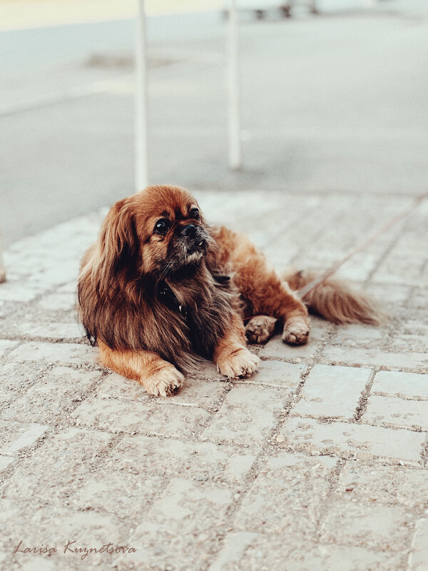 Собачка - Larisa Kuznetsova