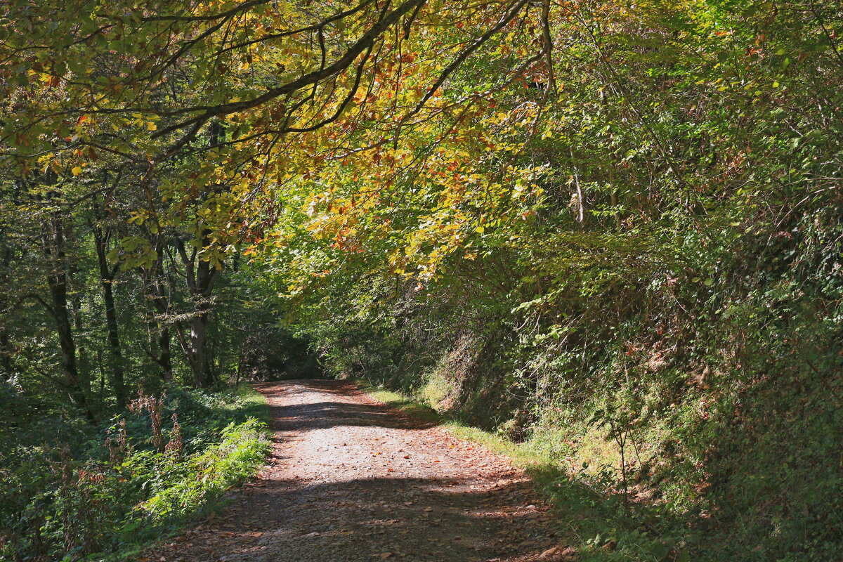 Проселочная дорога - Мишель71 